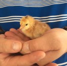 Jim with Chick